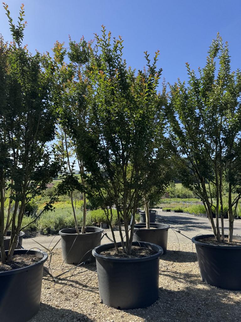 Lagerstroemia indica 'Grande Cru' dunkelrosa / rose foncé