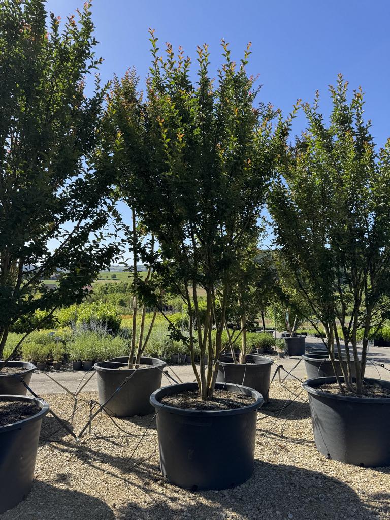 Lagerstroemia indica 'Grande Cru' dunkelrosa / rose foncé