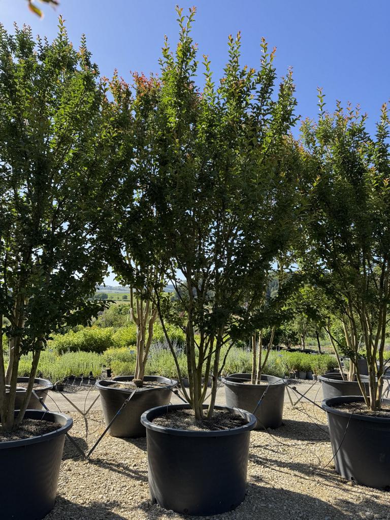 Lagerstroemia indica 'Grande Cru' dunkelrosa / rose foncé