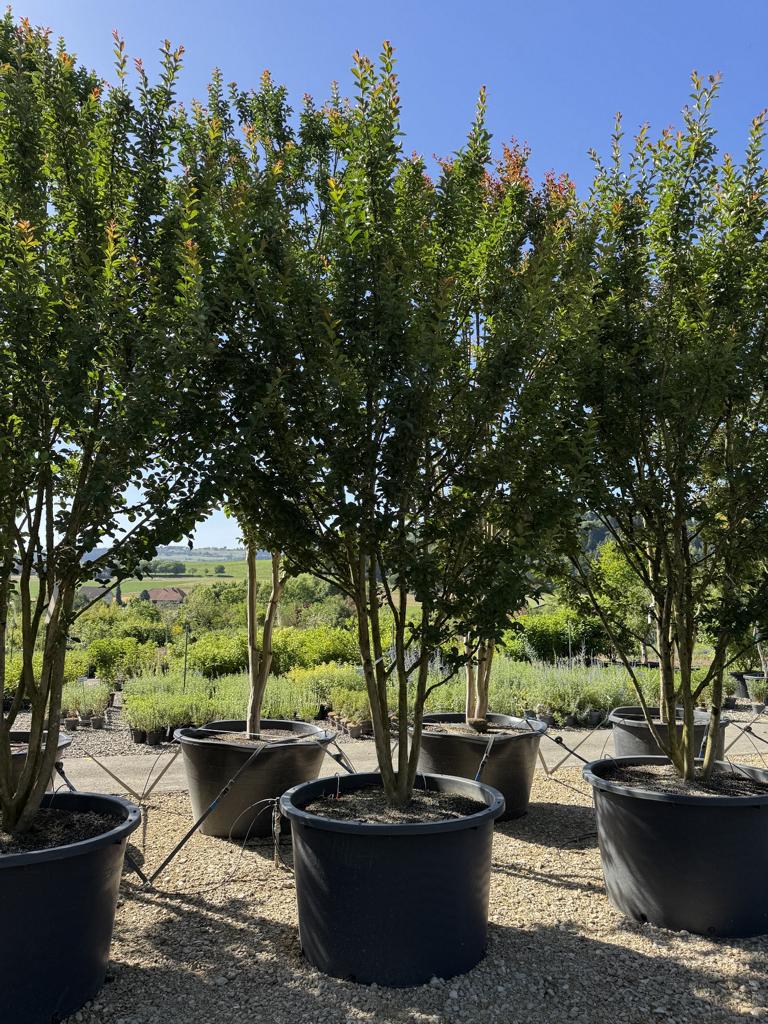 Lagerstroemia indica 'Grande Cru' dunkelrosa / rose foncé