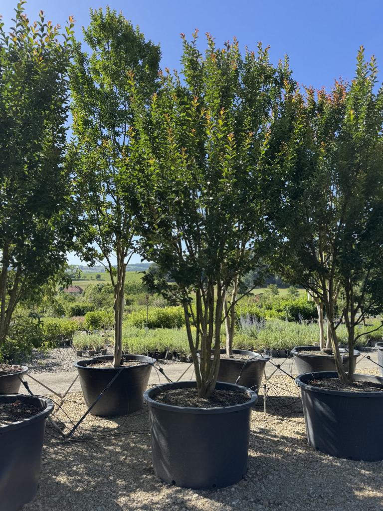 Lagerstroemia indica 'Grande Cru' dunkelrosa / rose foncé