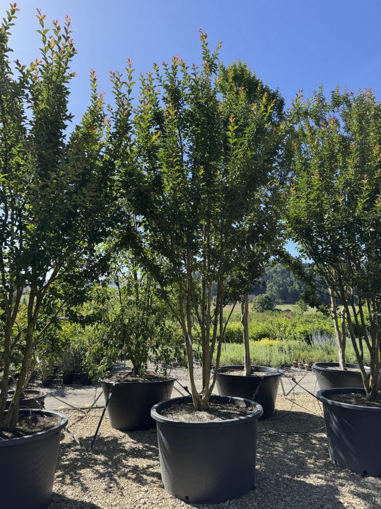 Lagerstroemia indica 'Grande Cru' dunkelrosa / rose foncé
