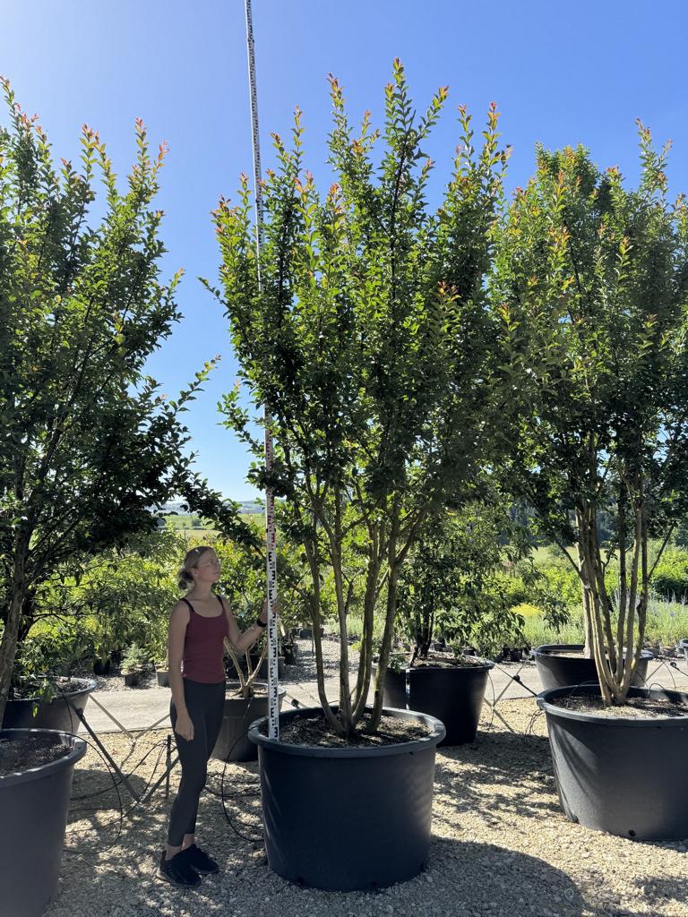 Lagerstroemia indica 'Grande Cru' dunkelrosa / rose foncé