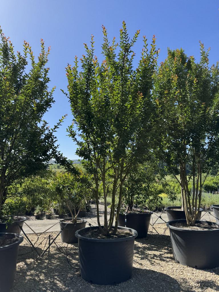 Lagerstroemia indica 'Grande Cru' dunkelrosa / rose foncé