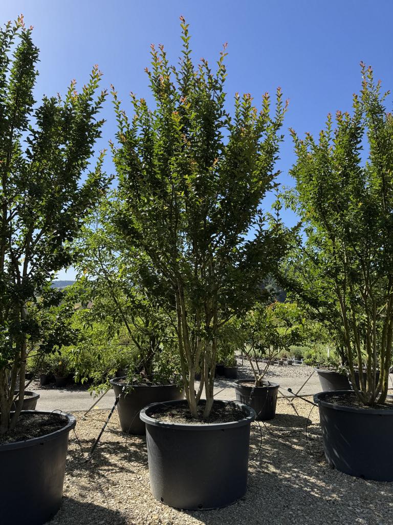 Lagerstroemia indica 'Grande Cru' dunkelrosa / rose foncé