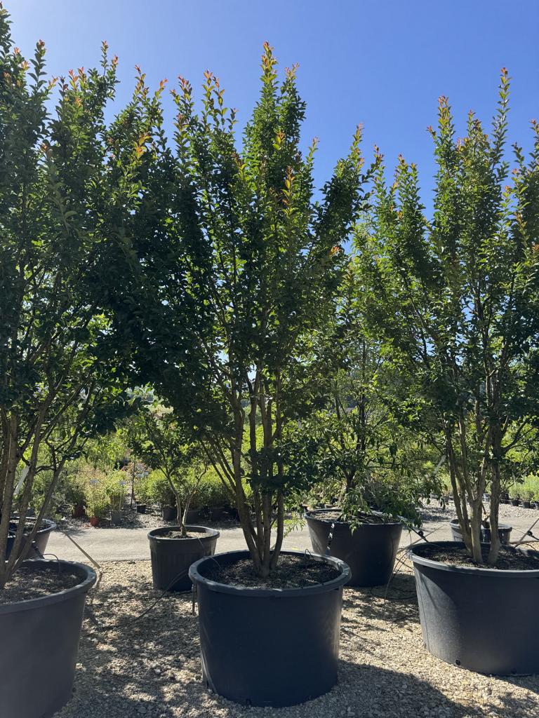 Lagerstroemia indica 'Grande Cru' dunkelrosa / rose foncé