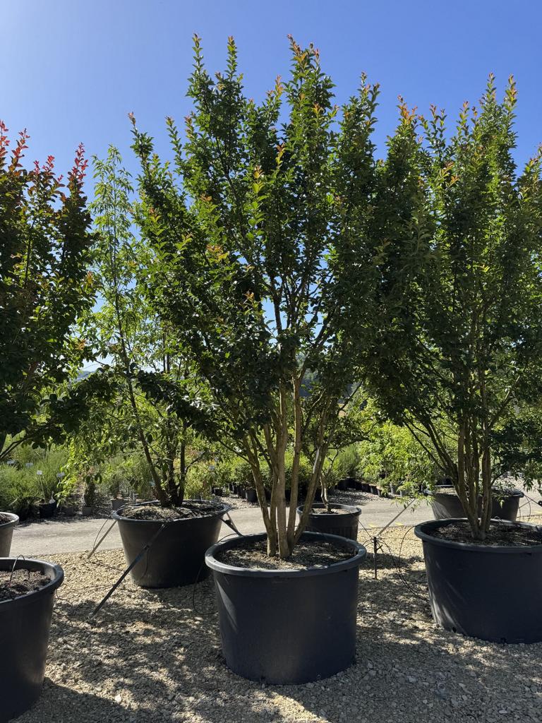 Lagerstroemia indica 'Grande Cru' dunkelrosa / rose foncé
