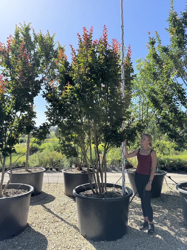 Lagerstroemia 'Dynamite'