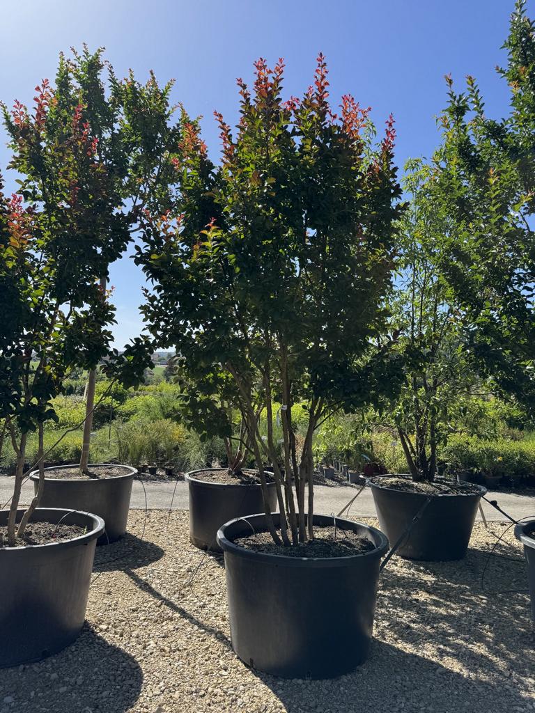 Lagerstroemia 'Dynamite'