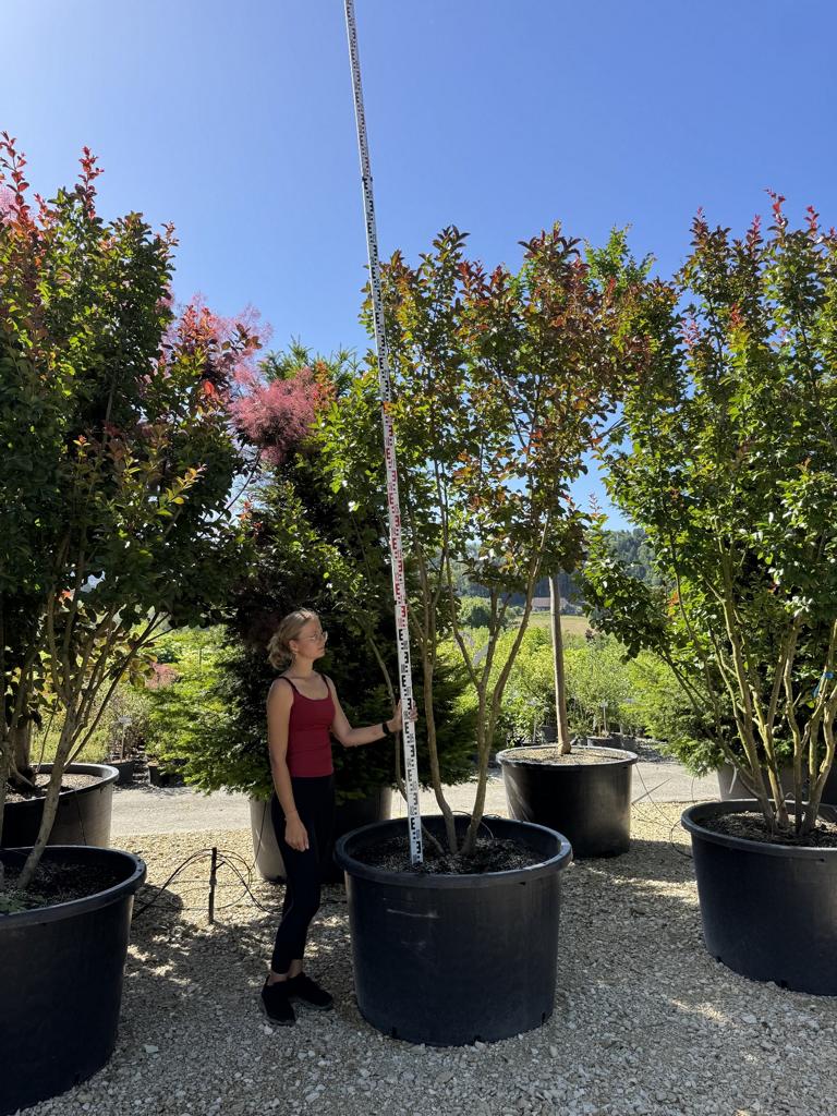 Lagerstroemia 'Dynamite'