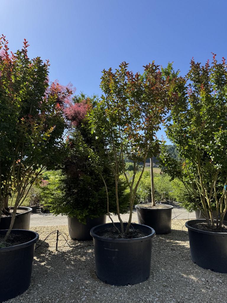 Lagerstroemia 'Dynamite'