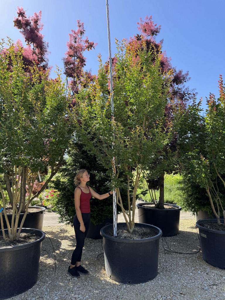 Lagerstroemia indica 'Monbazillac'