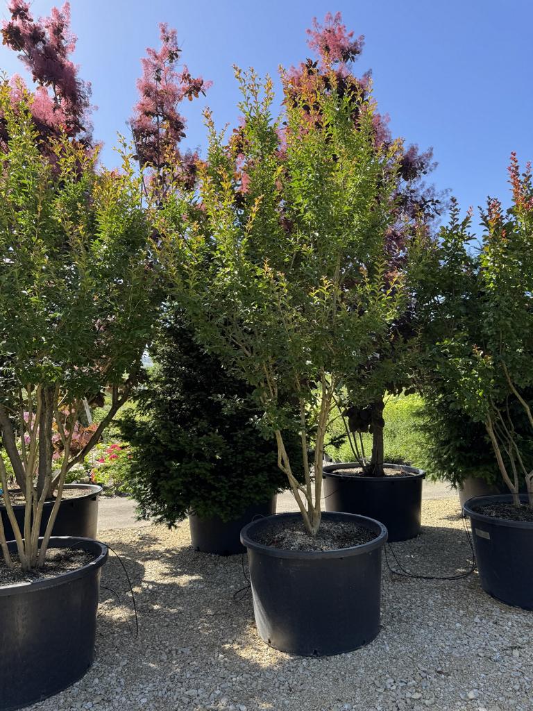 Lagerstroemia indica 'Monbazillac'