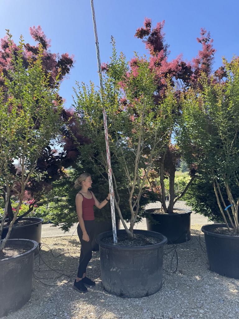 Lagerstroemia indica 'Monbazillac'