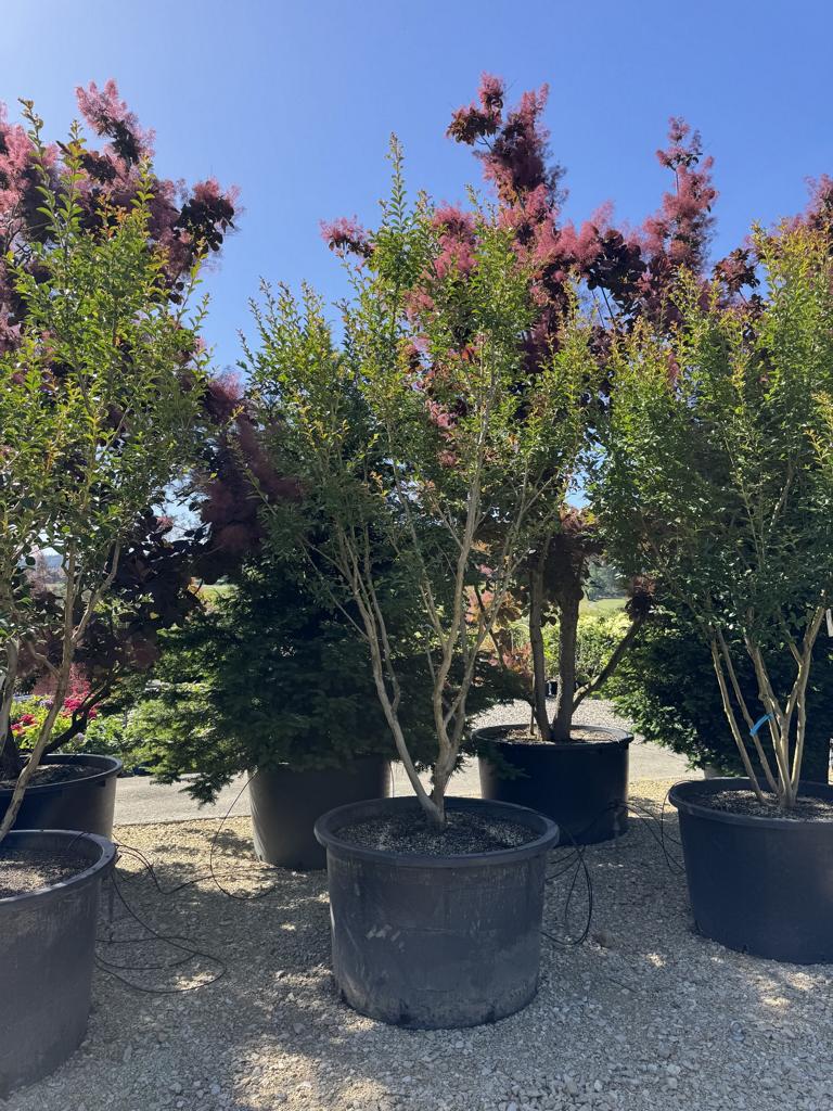 Lagerstroemia indica 'Monbazillac'