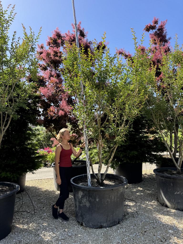 Lagerstroemia indica 'Monbazillac'