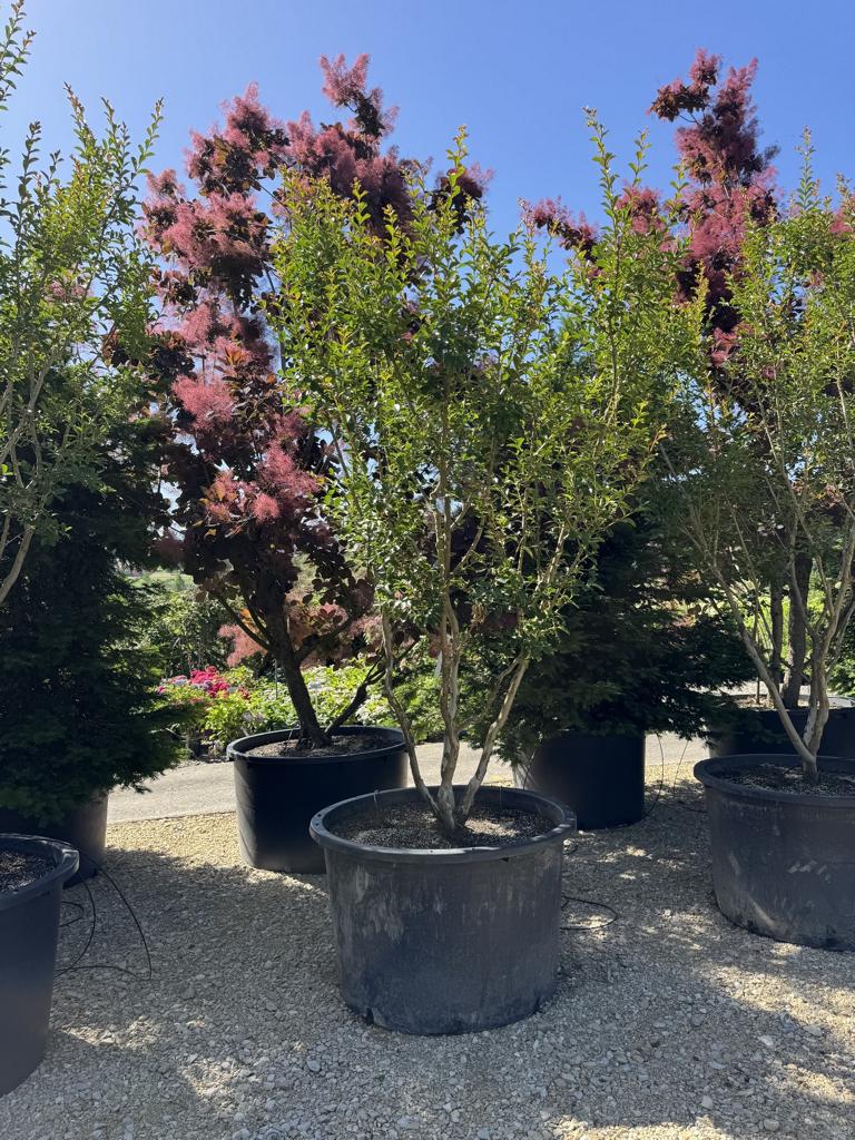 Lagerstroemia indica 'Monbazillac'