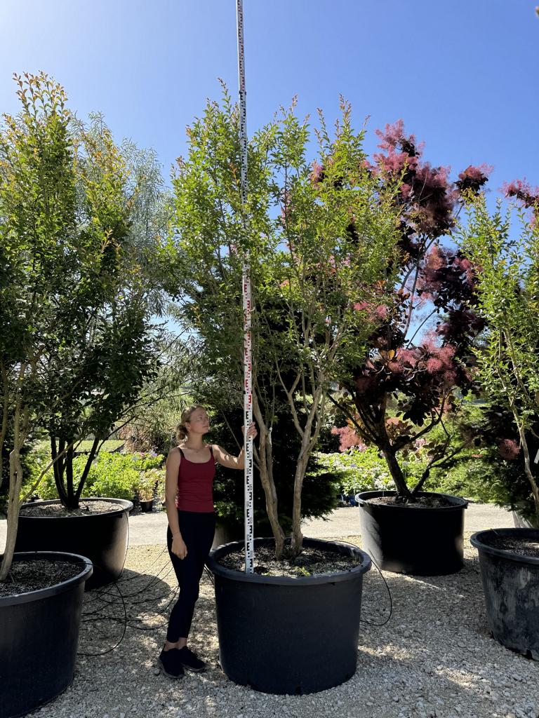 Lagerstroemia indica 'Monbazillac'