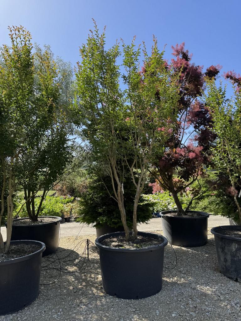 Lagerstroemia indica 'Monbazillac'