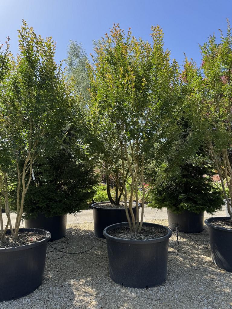 Lagerstroemia indica 'Monbazillac'