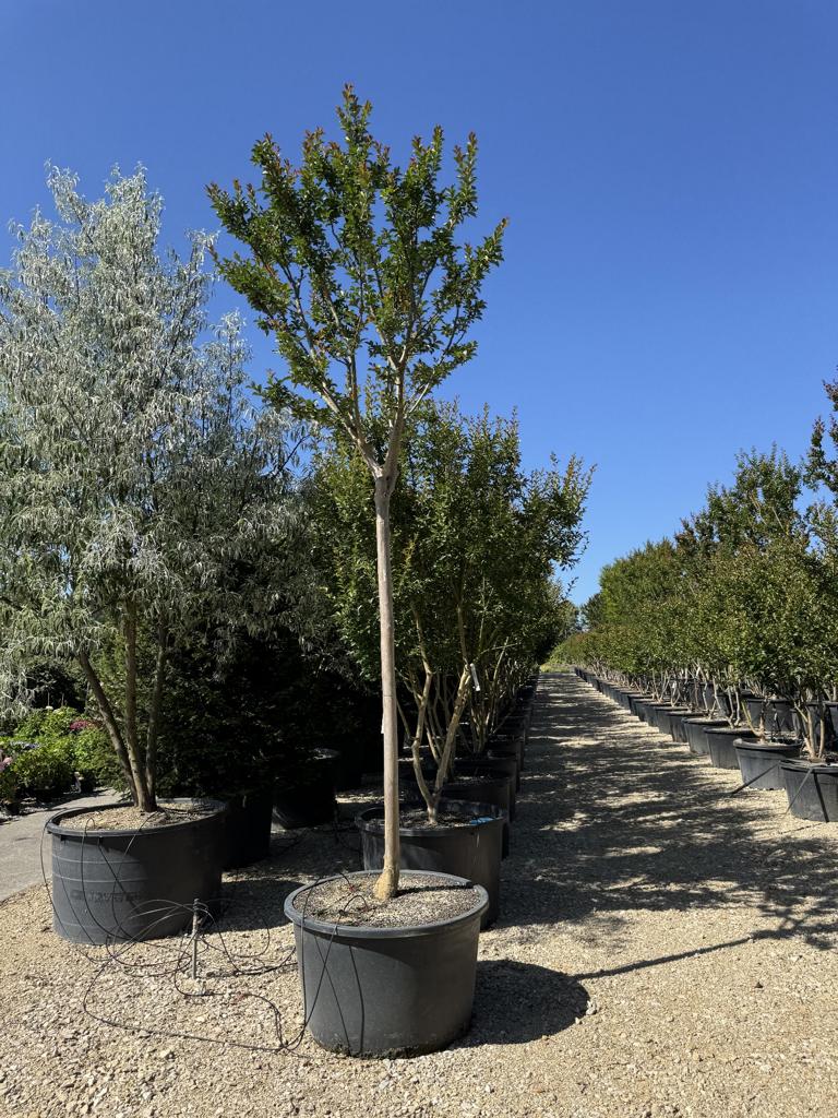 Lagerstroemia indica 'Grande Cru' dunkelrosa / rose foncé