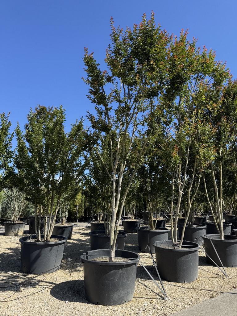 Lagerstroemia indica rot