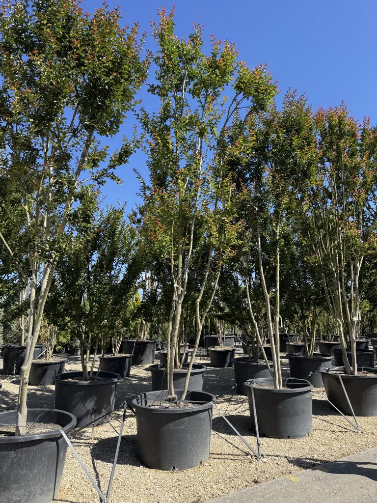 Lagerstroemia indica rot