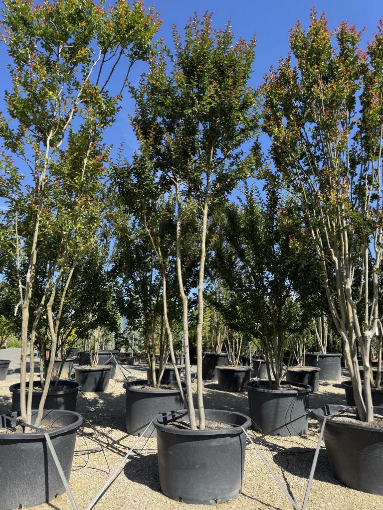 Lagerstroemia indica  'Cardinale'
