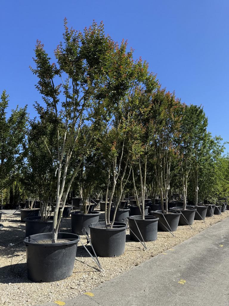 Lagerstroemia indica  'Cardinale'