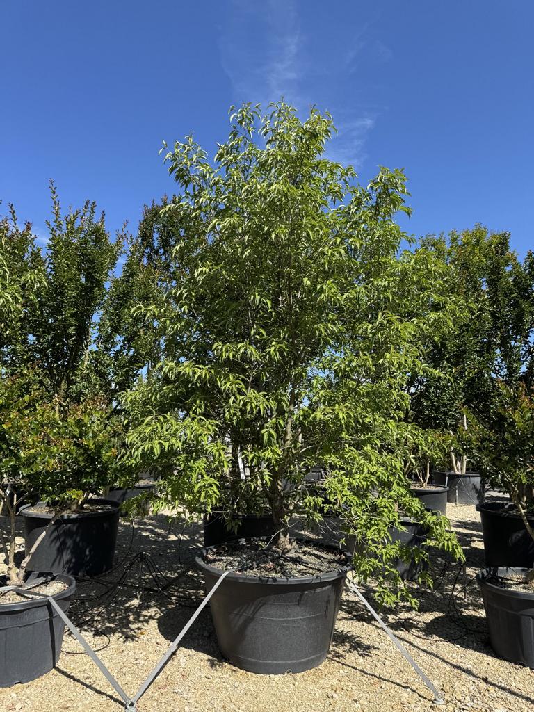 Cornus hongkongensis