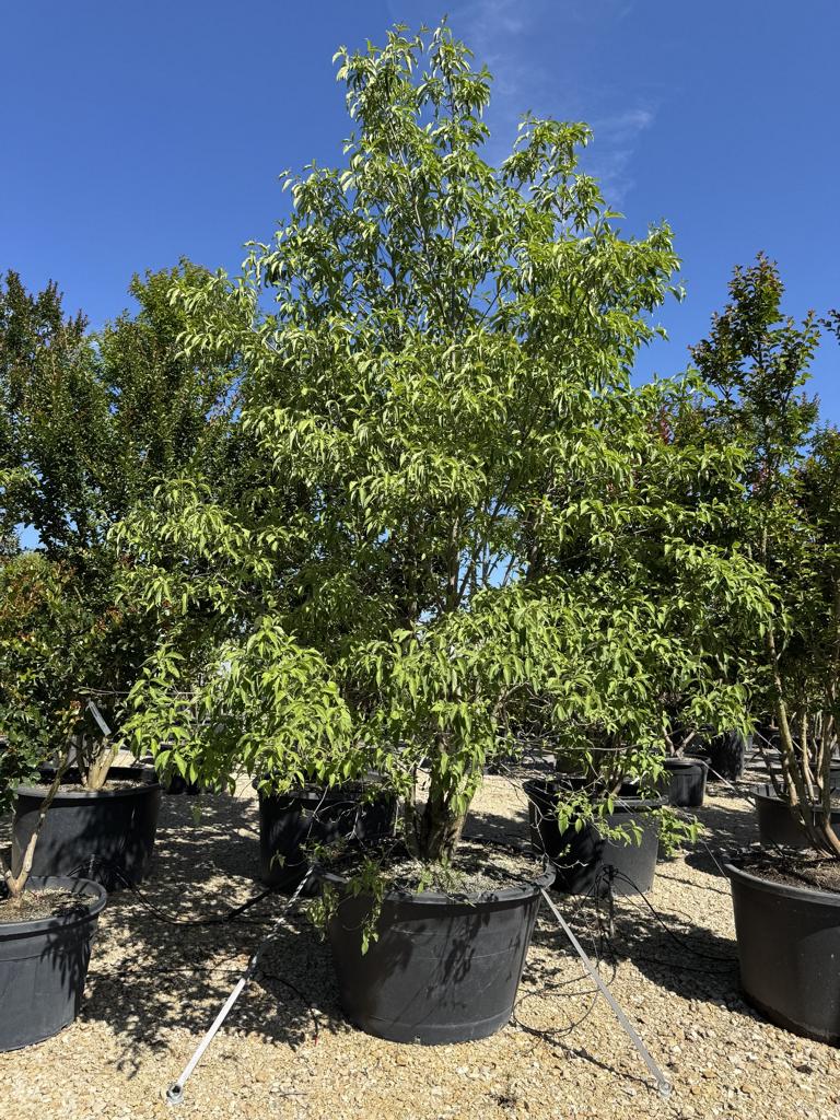 Cornus hongkongensis