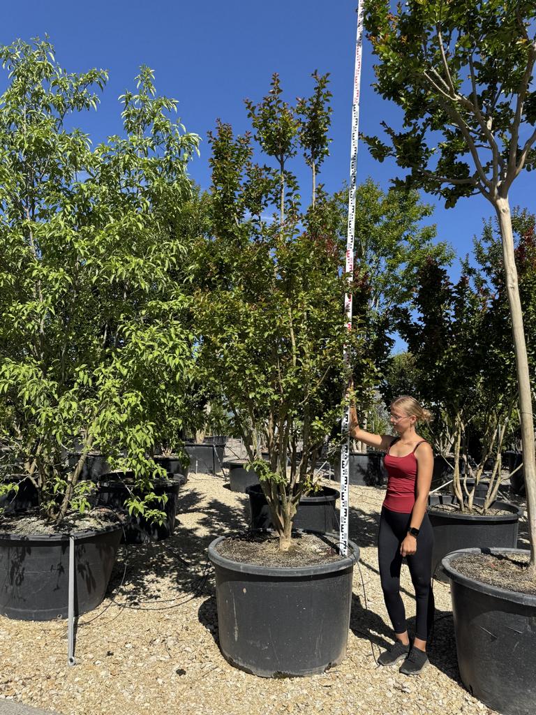 Lagerstroemia 'Dynamite'