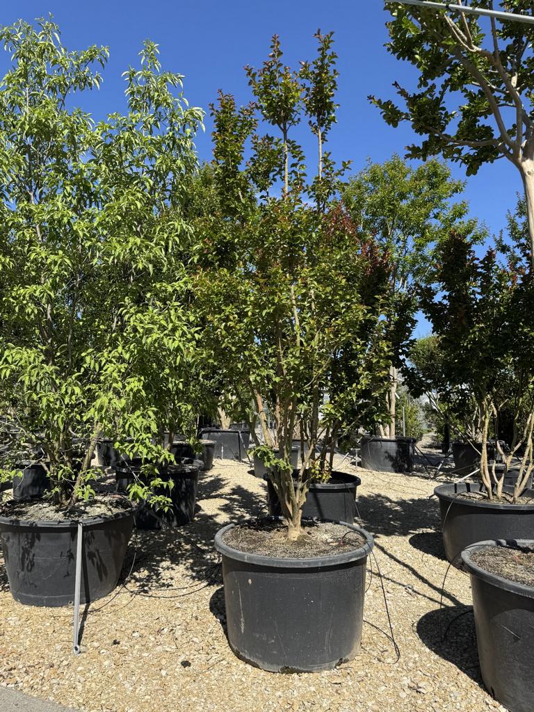 Lagerstroemia 'Dynamite'