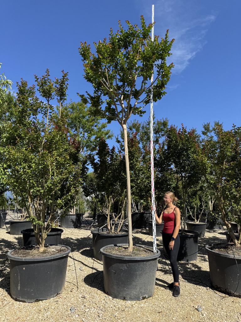 Lagerstroemia indica X fauriei 'Tonto'