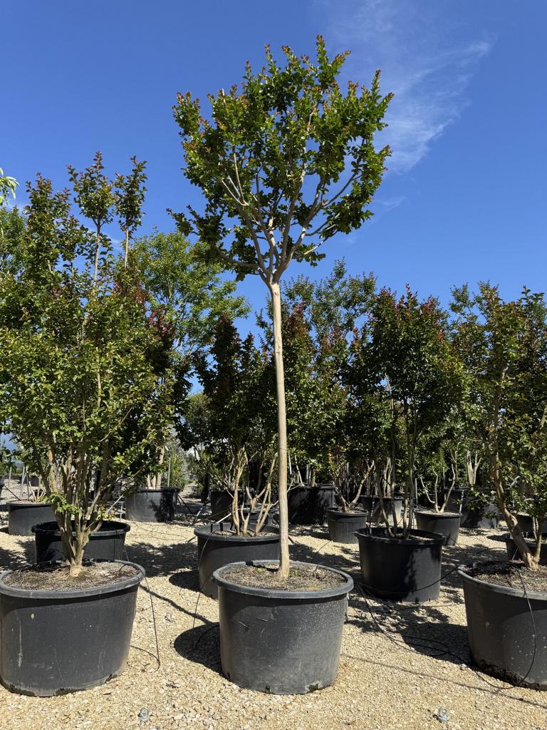 Lagerstroemia indica X fauriei 'Tonto'