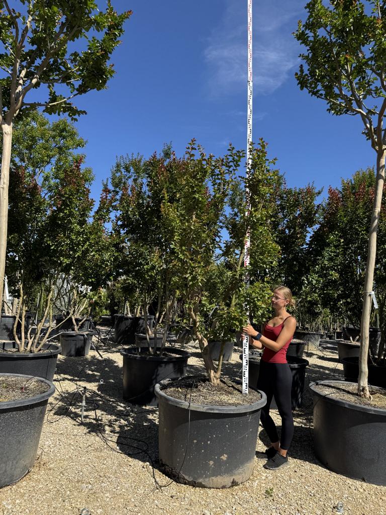 Lagerstroemia 'Dynamite'
