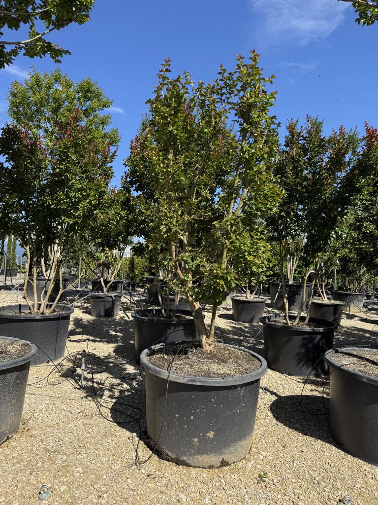 Lagerstroemia 'Dynamite'
