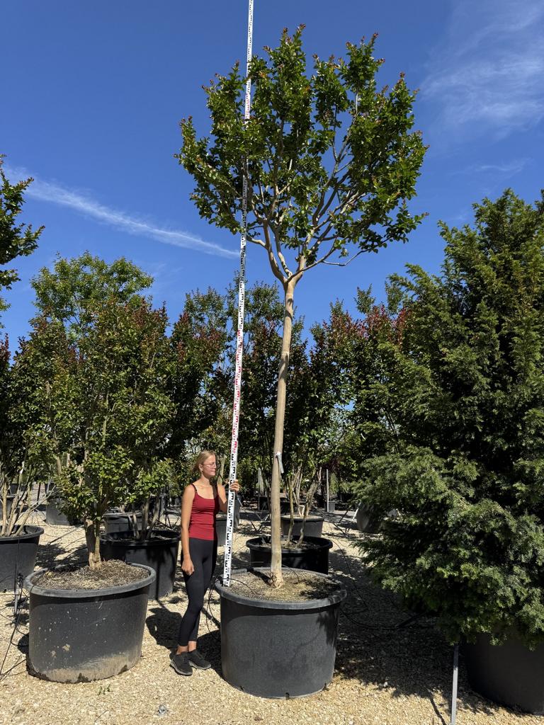Lagerstroemia indica X fauriei 'Tonto'