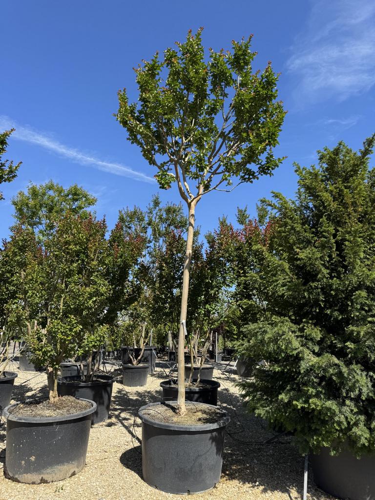 Lagerstroemia indica X fauriei 'Tonto'