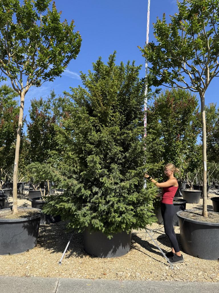Taxus baccata
