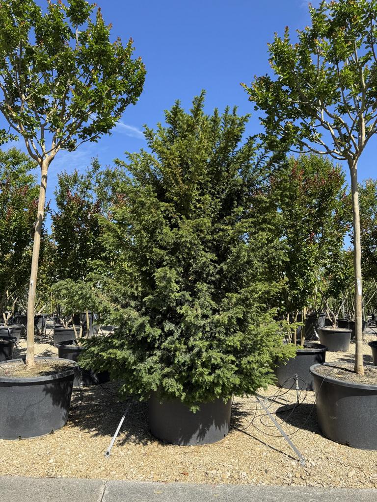 Taxus baccata