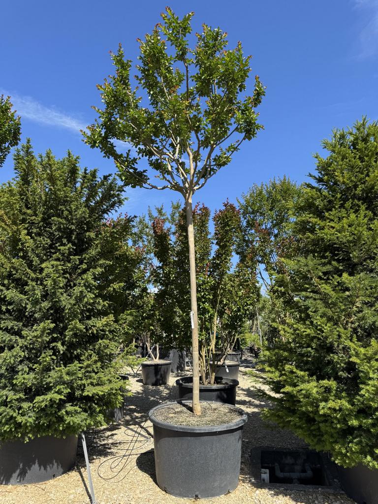 Lagerstroemia indica X fauriei 'Tonto'