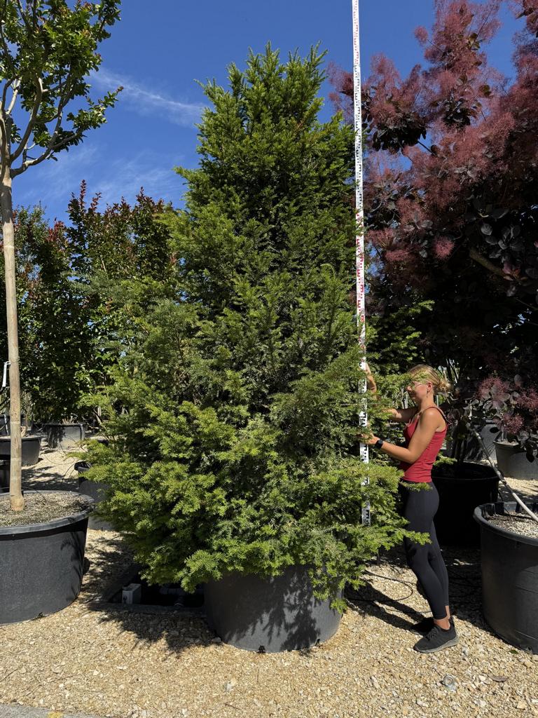 Taxus baccata