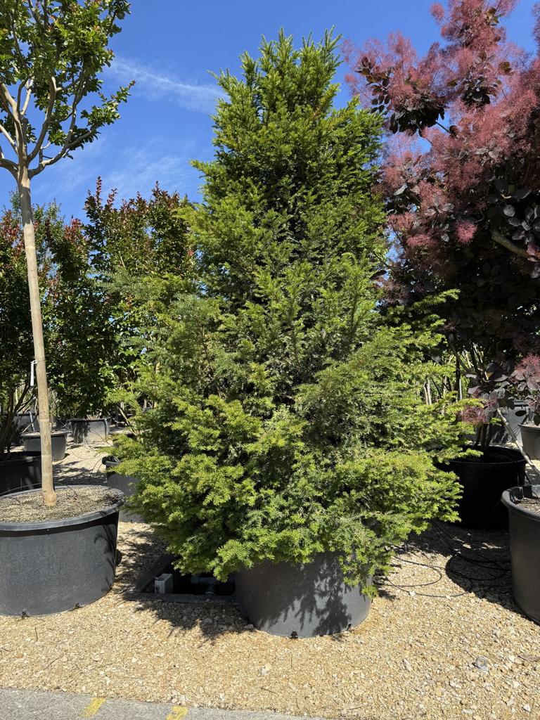 Taxus baccata