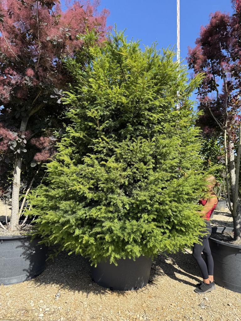 Taxus baccata