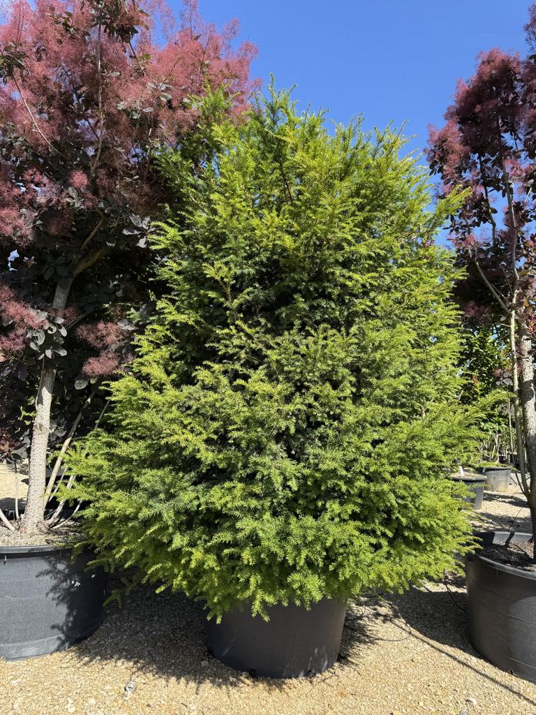 Taxus baccata