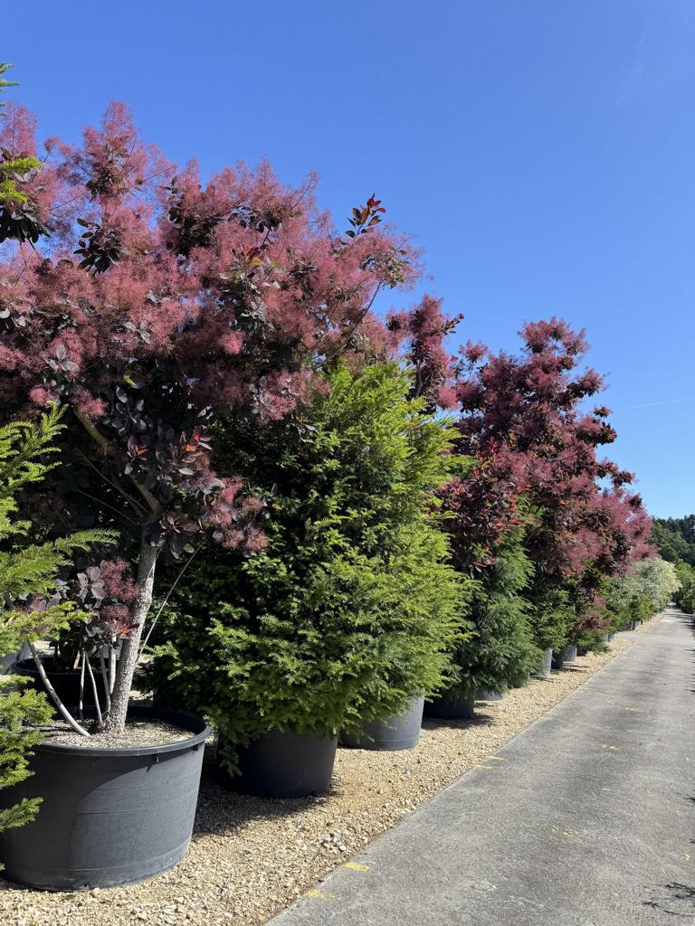 Taxus baccata