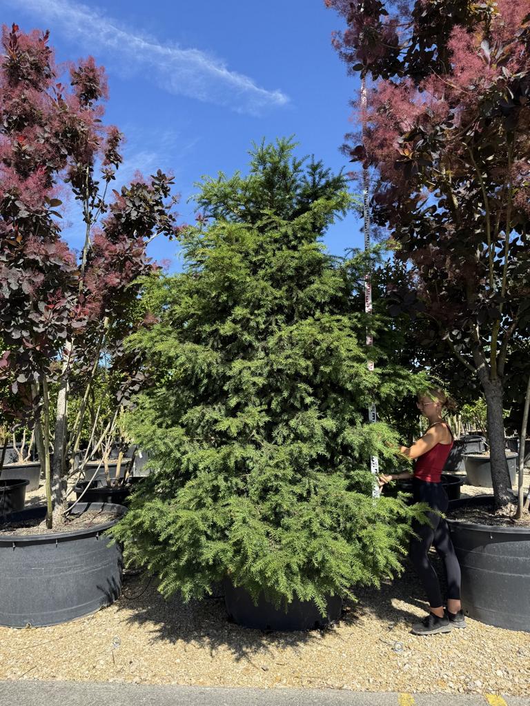 Taxus baccata