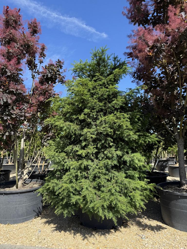 Taxus baccata