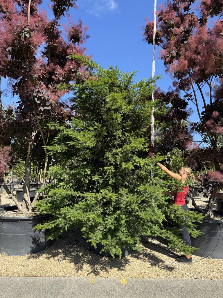 Taxus baccata